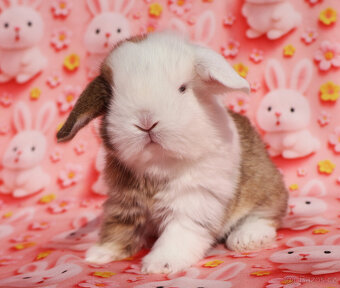 Modrooký zakrslý beránek sameček NHD . - 9