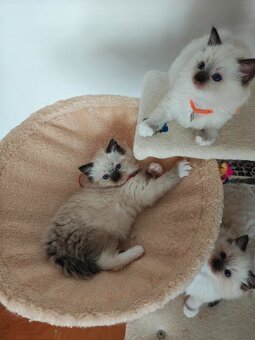 Ragdoll - 9