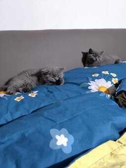 Britská modrá koťátka - 9