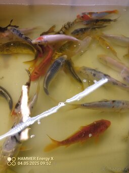 Koi - 9