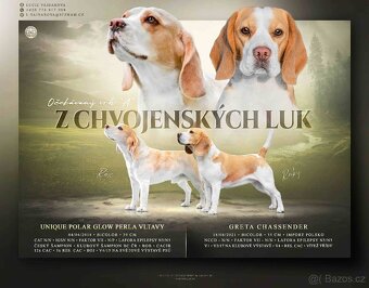 Beagle štěňátka s PP - 9