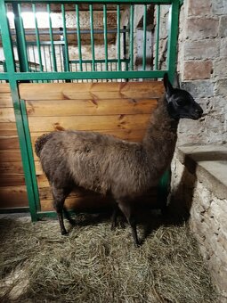 Lama Krotká - 9