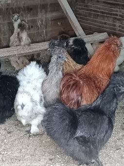 HEDVABNIČKA VELKA - 9