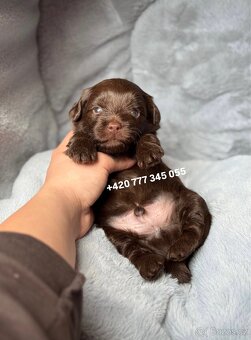 Maltipoo F1 Chocolate ‼️ 900€ / Graff - 9