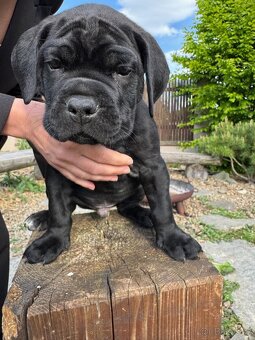 Cane Corso - štěňata bez PP - 9