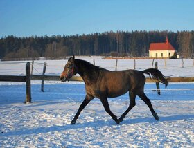 koně do sportu, chovu i k rekreaci - 9