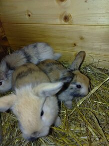 Prodám zakrslé králíky - 9