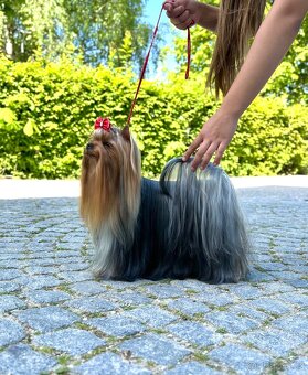 Yorkshire terrier, jork, jorkšírsky terier s PP - 9