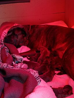 Cane Corso Ke Krytí s PP - 9