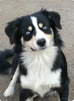 Australský ovčák - miniaturní americký - 9