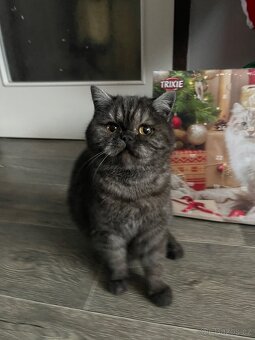 Skotská klapouchá kočička, kotě, scottish smoke grey. - 9