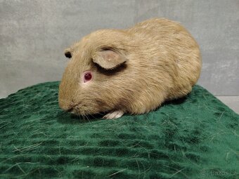 Morče - Baldwin, Cuy, Lunkarya-peruánec - 9