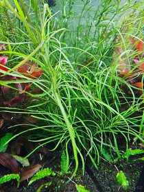 Akvarijní rostliny - 9