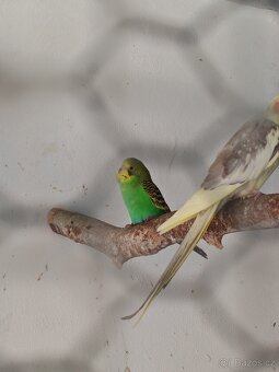 Andulky k prodeji - 9