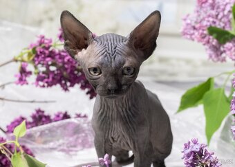 Sphynx - 9