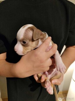 Štěňátka - americký pitbull - 9