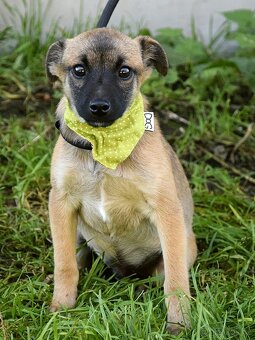 Samko hledá domov - 9