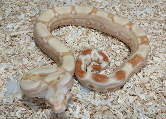 Boa imperator- Sharp Sunglow 66% het Sterling,Hypo Sterling - 9