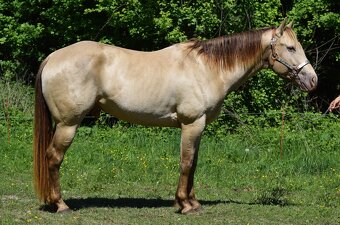 Připouštění AQH plemenným hřebcem Classic Champagne - 9