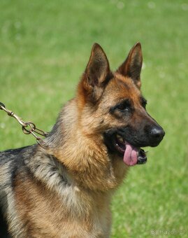 NEMECKY OVCZAK REX - 9