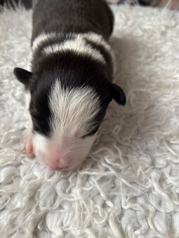 Borderkolie štěňata - 9