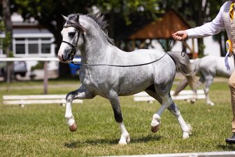 Welsh mountain pony - hřebeček - 9