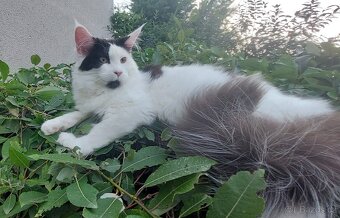 Mainska myvalia, Mainne coon,Mco mainský - 9