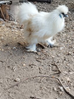 Kohout Hedvábnička vousatá - 9