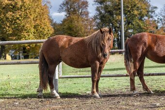 Nádherná kobyla slezský norik - 9
