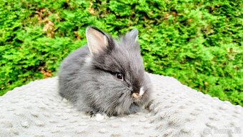 Zakrslý králík, králíček -(lvíček)-TOMMY - 9