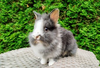 Zakrslý králík, králíček -(lvíček)-TIMMY - 9