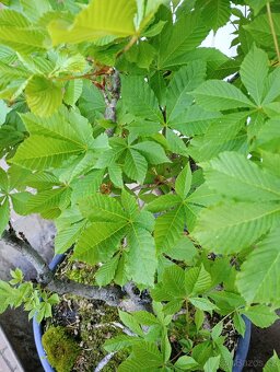 Jírovec manďal (kaštan) bonsai - 9