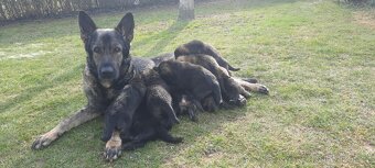 Německý ovčák - 9
