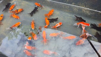 Koi kapr závoj - 9