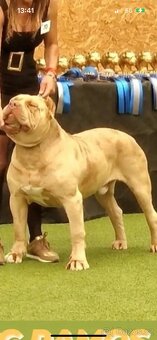 American Bully - 9