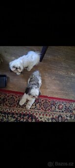 Prodám pejsky shih-tzu,shi-tzu, 1roční, čipovaný - 9