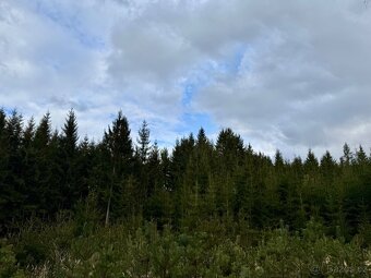 Lesní pozemek 5Kč/m2 k.ú. Velký Ježov 3.724m2 - 9