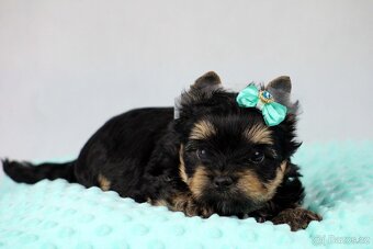jorkšírský terrier s PP (Colorful) - 9