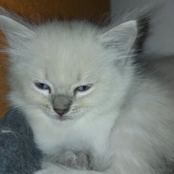 Maciatka ragdoll na odber - 9