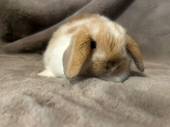 Minilop zakrslý kralíček - 9