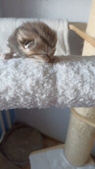 Britská whiskas koťátka s PP - 9