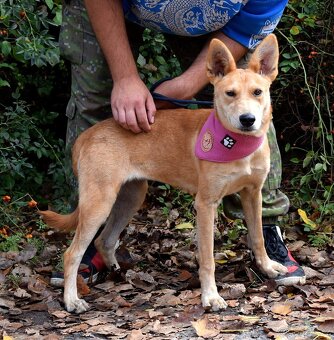 DELI K ADOPCI - 1,5 ROKU, KLIDNÁ, KŘEHKÁ DUŠIČKA - 9