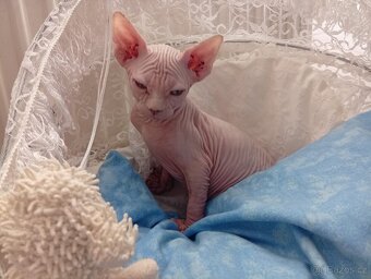 Kanadský sphynx - 9