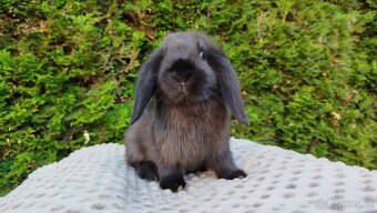 Zakrslý beránek, králíček, králík - PEGAS - 9