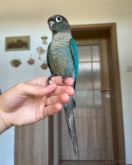 Pyrura zelenolící - ručně dokrmená mláďata - 9
