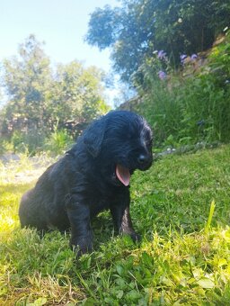 FENKA- KŘÍŽENEC, BERNSKÝ SALAŠNICKÝ X LABRADOR - 9