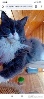 Mainská mývali bez PP - 9