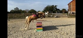 český sportovní pony 1 rok - 9