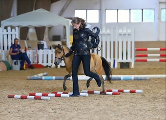 AMHA/ minihorse-valach - 9
