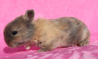 Zakrslý krátkouchý králíček lví samička . - 9